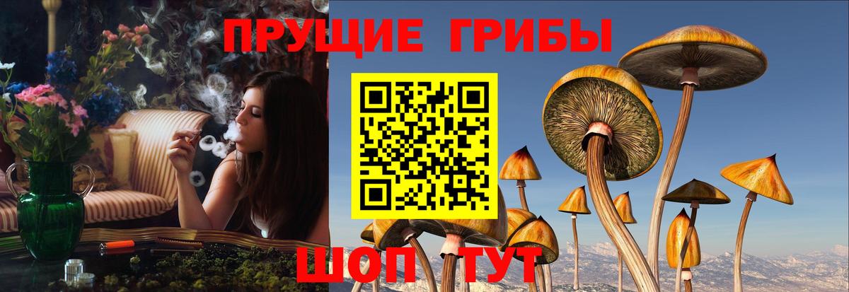 Иркутск  Псилоцибиновые грибы Cubensis  Вход с VPN 